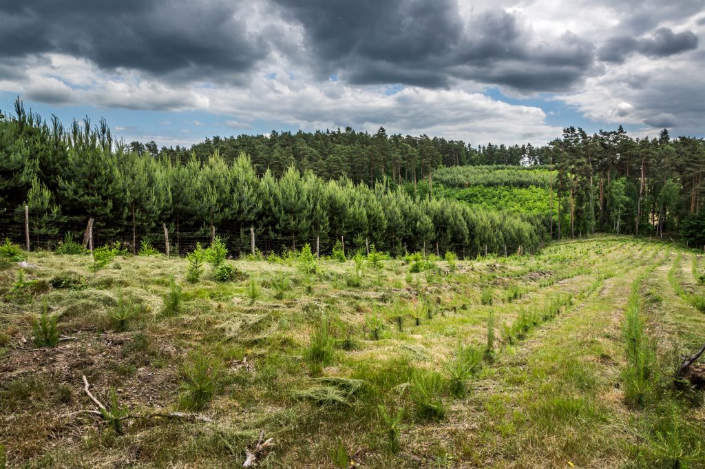 Zdjęcie ukazuje uprawę leśną, gdzie różne pokolenia drzew tworzą wyjątkowy krajobraz - od młodych sadzonek, symbolizujących nowy początek, po dojrzałe drzewa. Zdjęcie podkreśla harmonię natury i nieustanny cykl odnawiania lasu.