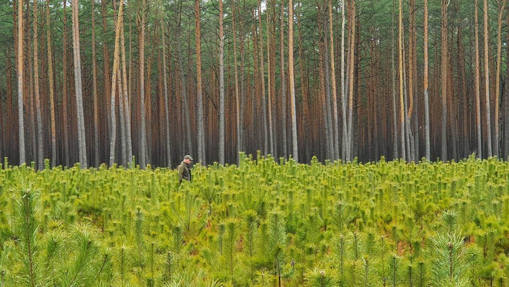 Zdjęcie przedstawia kontrolę upraw leśnych - na pierwszym planie rośnie młode pokolenie drzew. Dalej leśniczy dokładnie sprawdza stan uprawy, a w tle wznoszą się starsze drzewa.