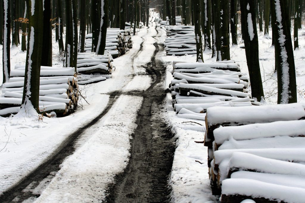 Sceneria zimowa, droga leśna, wzdłuż której ustawione są stosy drewna, oprószone śniegiem, przygotowane do transportu drewna do zakładów przetwórstwa drzewnego..