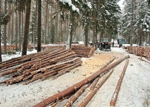 Sceneria zimowa, wokół oprószone śniegiem świerki sosny. Na zdjęciu widać drewno układane wzdłuż drogi, na czasowej składnicy. Na pierwszym planie widać żerdzie, dalej równo ułożone inne sortymenty średniowymiarowe. Poszczególne sztuki ułożone są wręcz perfekcyjnie. W tle widać traktor, pilarza oraz przyczepę, której mogą ogrzać się pracujący drwale.