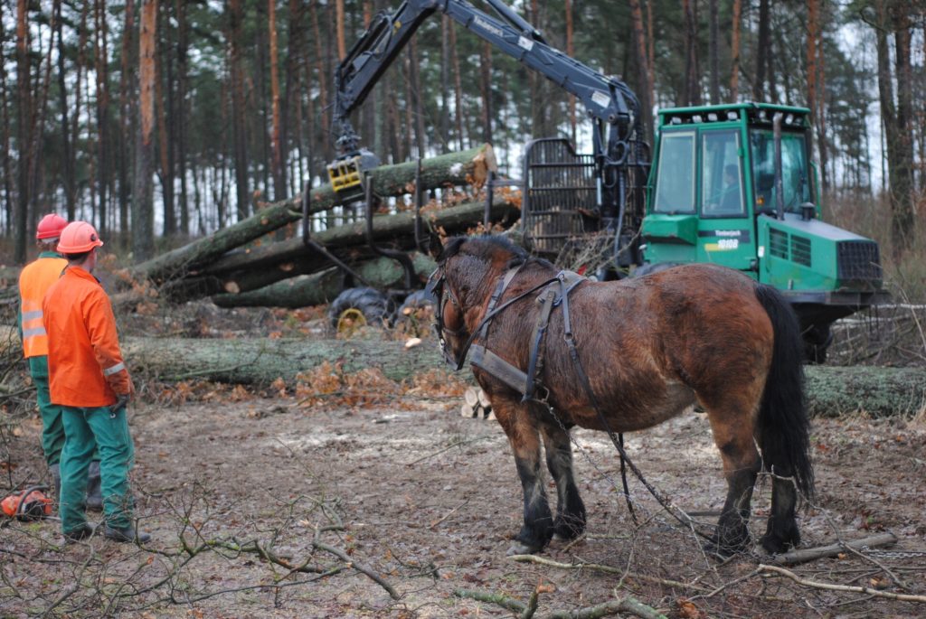 Na pierwszym lanie zdjęcia widać dwóch mężczyzn stojących obok konia. Konie w dawnych czasach wykorzystywane były podczas zrywki drewna. Obecnie to rzadki widok. W tle widać pracujący forwarder - maszynę, która zastąpiła zwierzęta w pracy.
