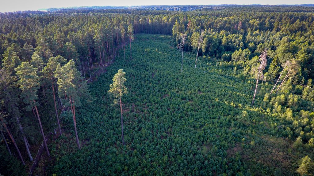Zdjęcie zrobione z góry, z drona. Widać młode pokolenie drzew, odnowione na zrębie oraz pozostawione drzewa biocenotyczne do ich naturalnej śmierci. Młode sosny, które odnowiły się naturalnie, czyli wyrosły z nasion samoistnie opadających z sąsiadujących ze zrębem drzew mają 7 lat.