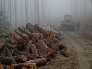 Na zdjęciu widać rozrzucone drewno średniowymiarowe, krótkie, które dopiero będzie układane w stosy. Na drugim planie, lekko za mgłą widać skider oraz idącego w jego stronę operatora.