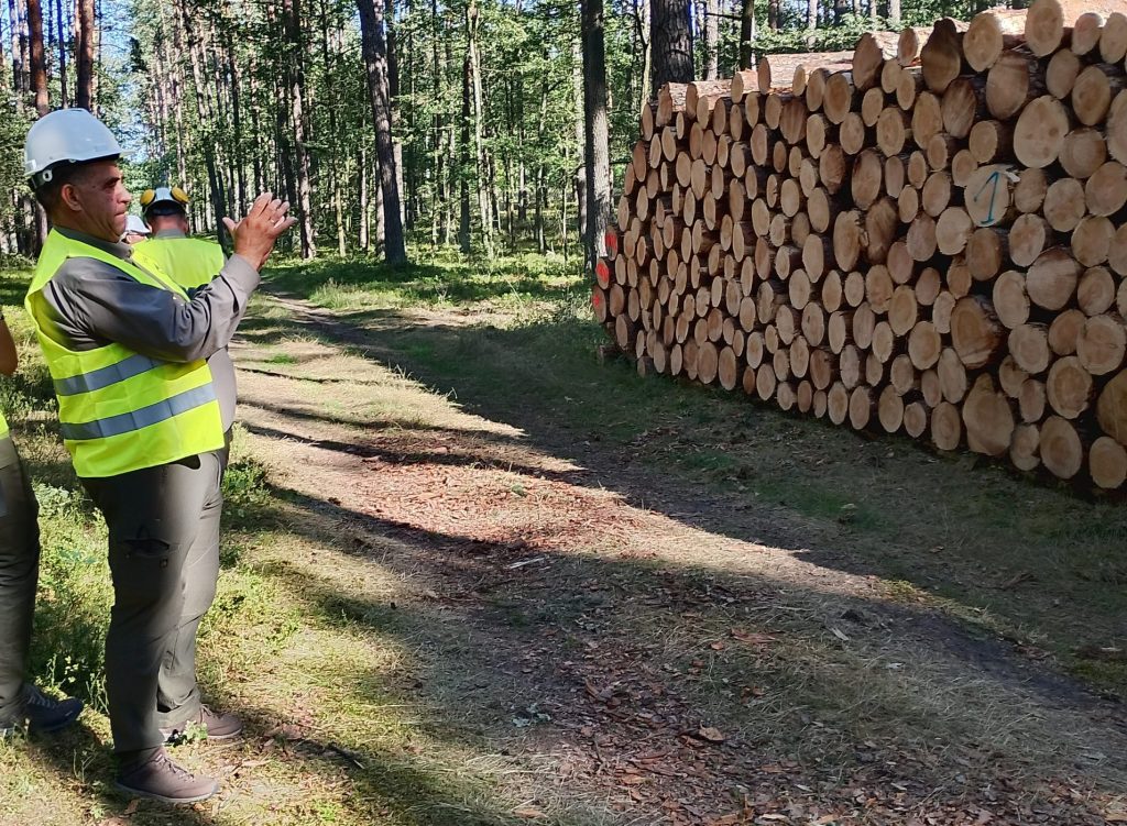 Na zdjęciu widać pracownika Służby Leśnej ubranego w odzież ochronną BHP, kask i kamizelkę ochronną. Wykonuje on pomiar drewna za pomocą telefonu. Przed nim znajduje się stos drewna.